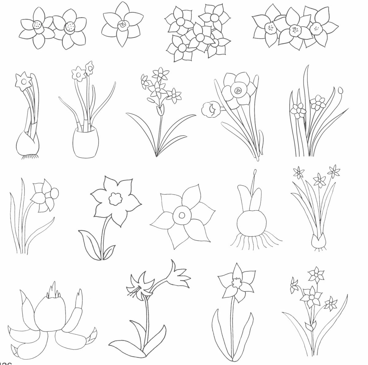 水仙花简笔画