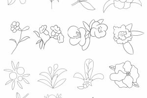 石榴花简笔画