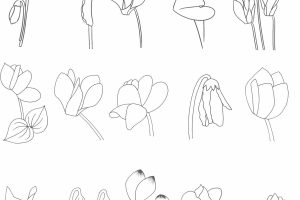 仙客来简笔画