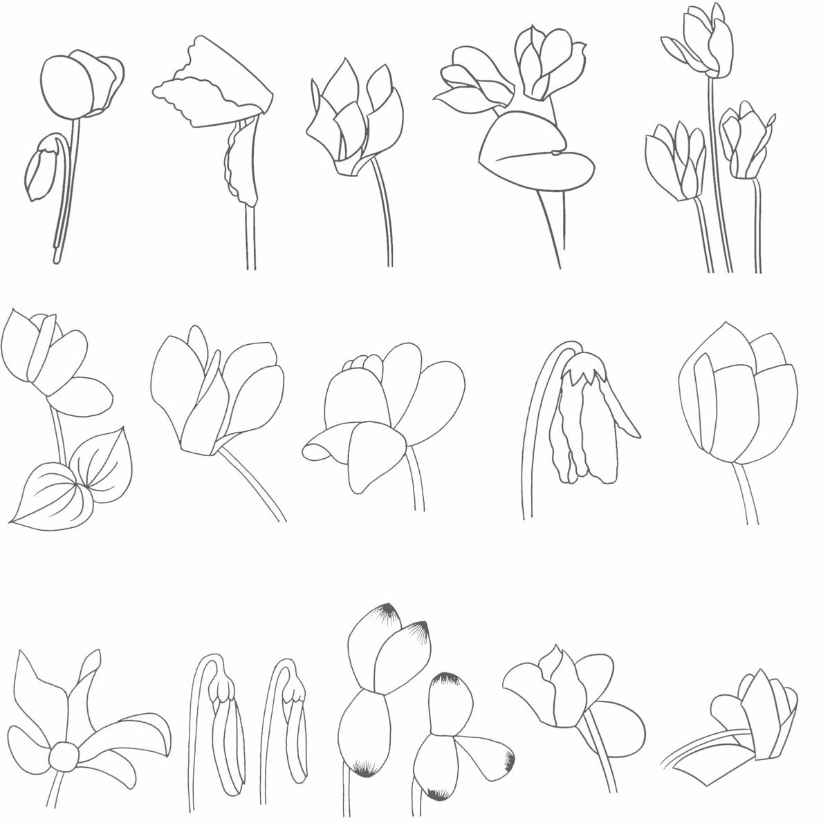 仙客来简笔画