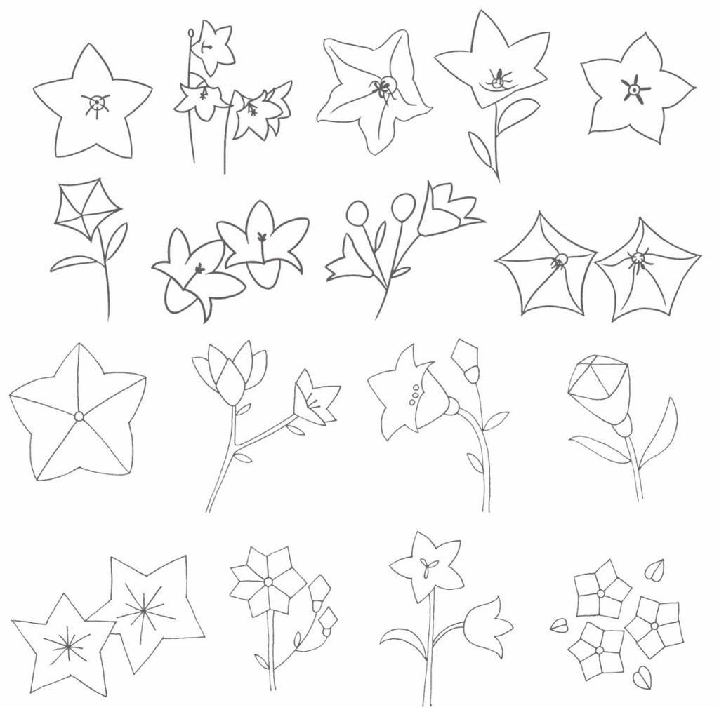 桔梗简笔画