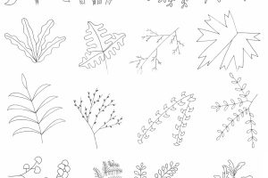 蕨类植物简笔画