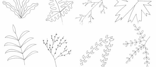 蕨类植物简笔画