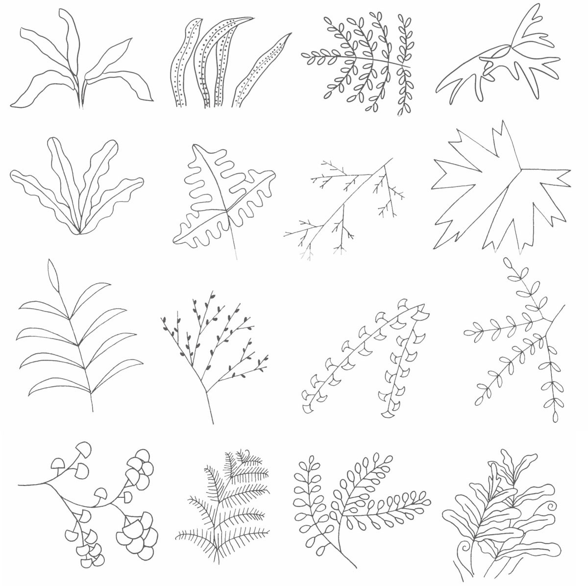 蕨类植物简笔画