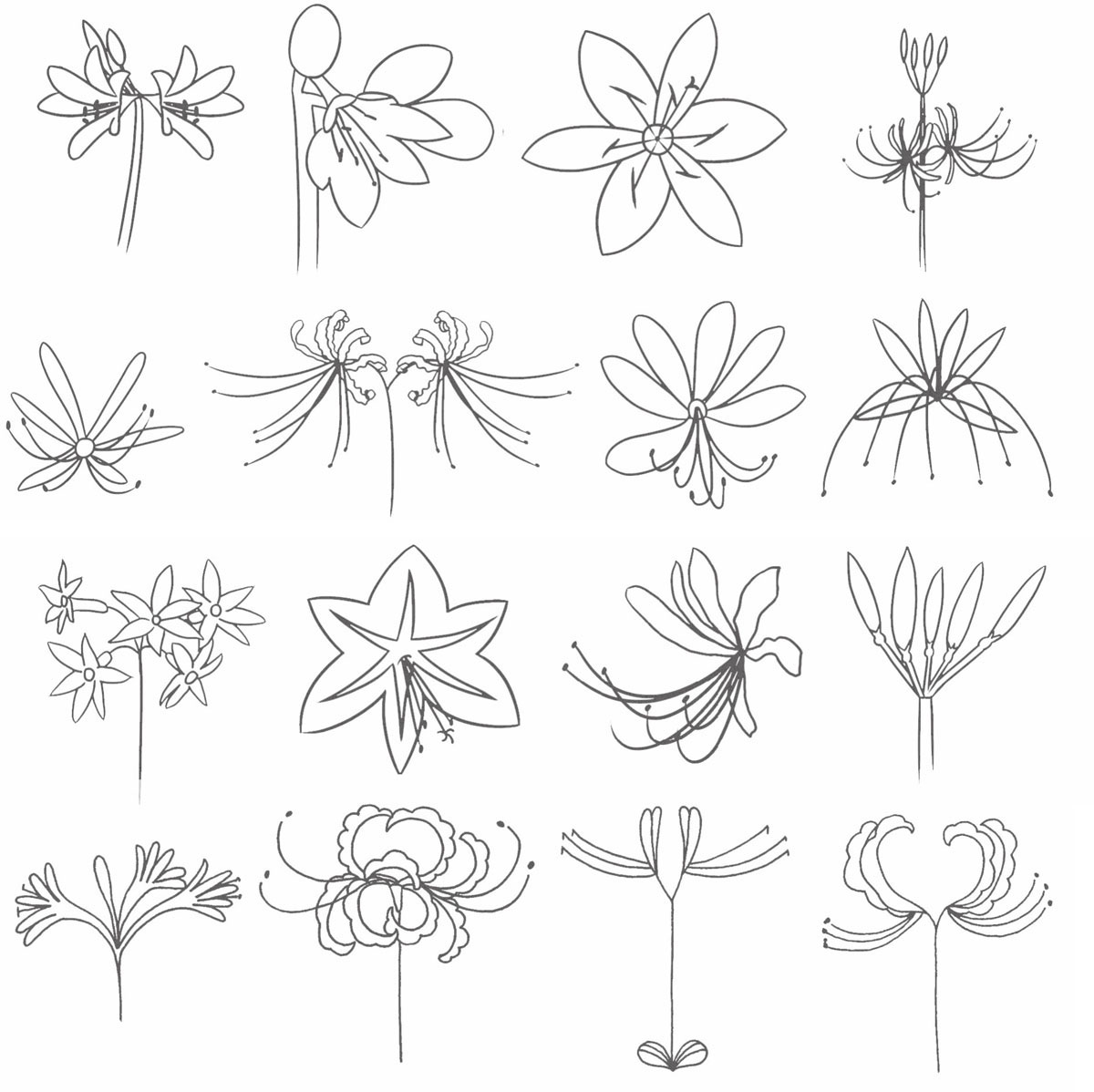 石蒜简笔画
