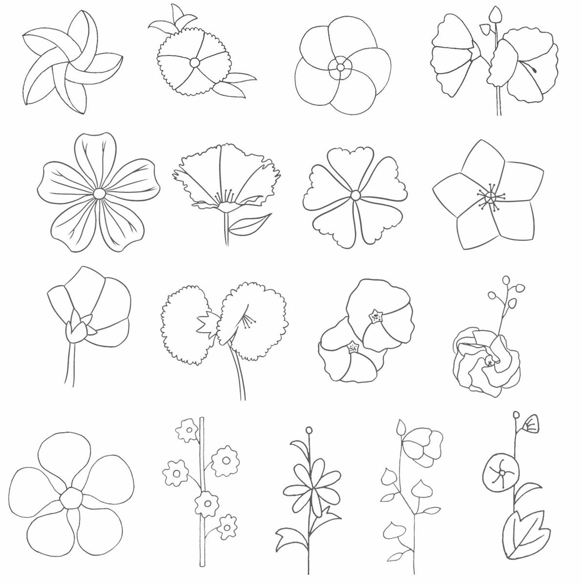 蜀葵简笔画