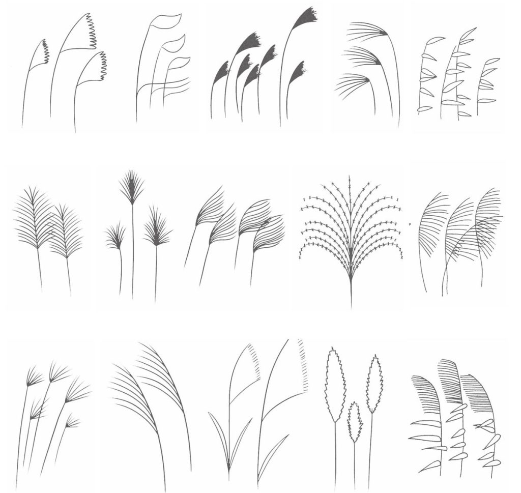 芦苇简笔画