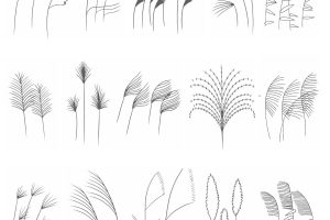 芦苇简笔画