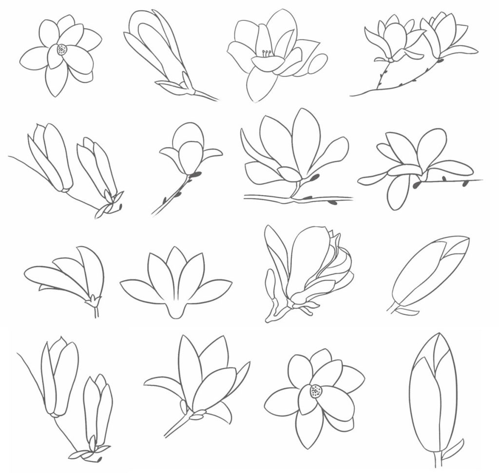 玉兰简笔画