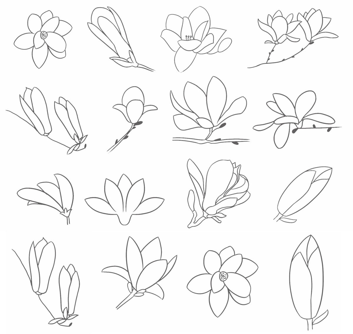 玉兰简笔画