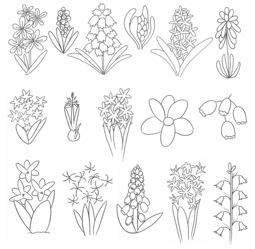 风信子简笔画