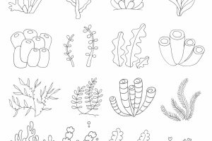 海底植物简笔画