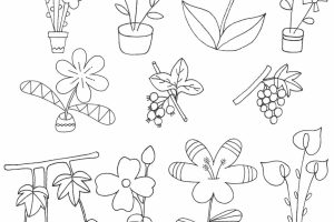 植物简笔画