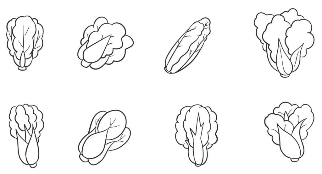 白菜简笔画