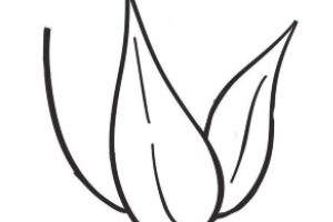 白菜简笔画