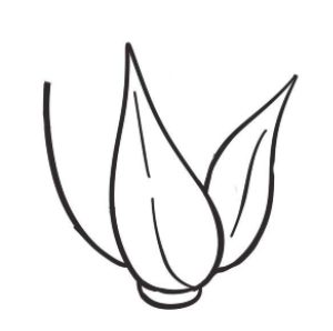 白菜简笔画