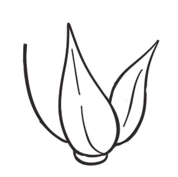 白菜简笔画