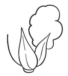 白菜简笔画