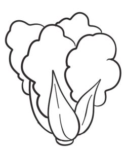 白菜简笔画