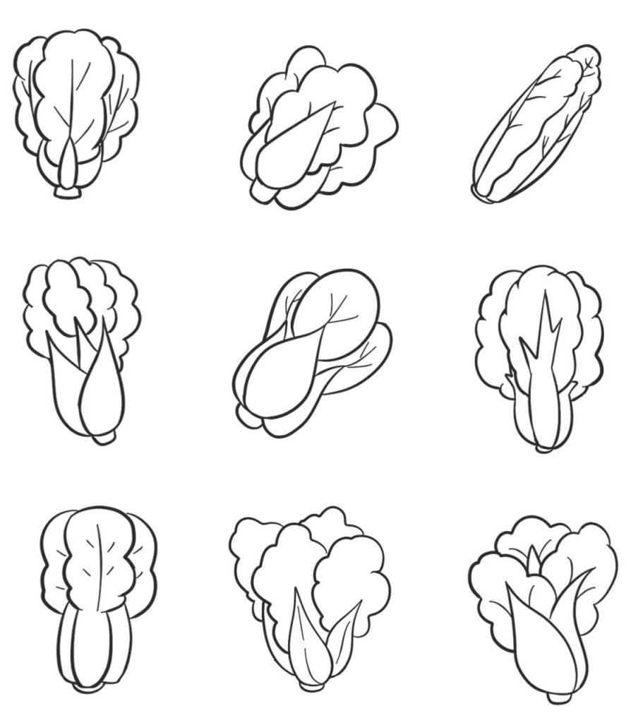 白菜简笔画