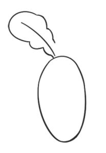 萝卜简笔画