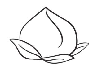 桃子简笔画