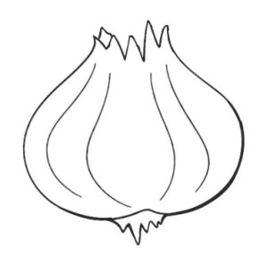 大蒜简笔画