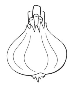 大蒜简笔画