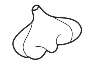 大蒜简笔画