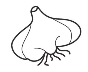 大蒜简笔画