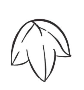 葡萄简笔画