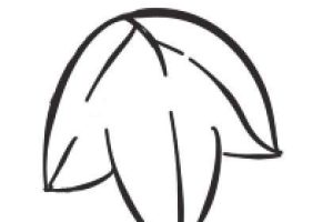 葡萄简笔画