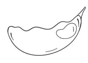 豌豆简笔画