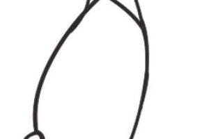 芒果简笔画
