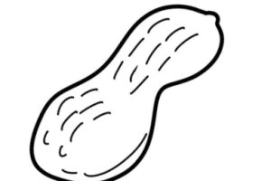 花生简笔画