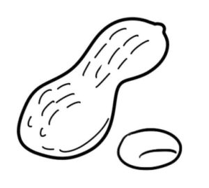花生简笔画