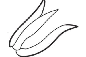 玉米简笔画