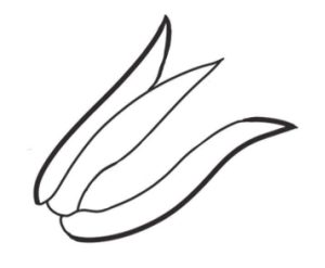 玉米简笔画