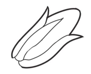 玉米简笔画