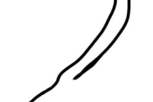 大葱简笔画