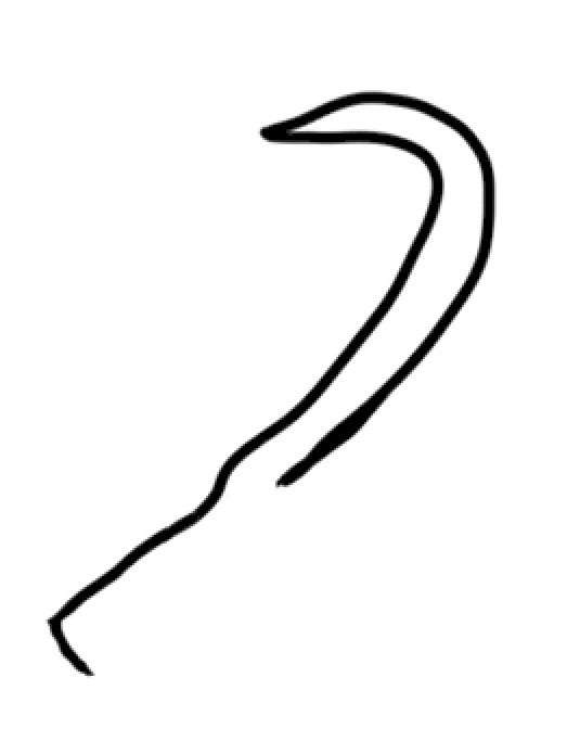 大葱简笔画
