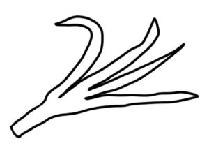 大葱简笔画