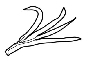 大葱简笔画