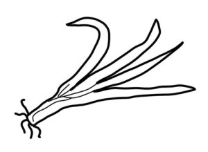 大葱简笔画