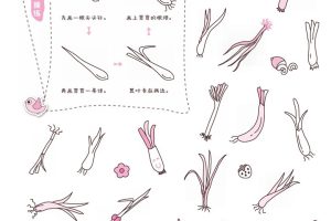大葱简笔画