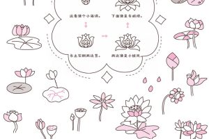 荷花简笔画