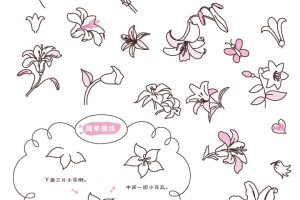 百合花简笔画