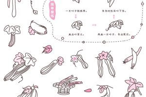 丝瓜简笔画