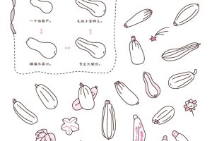 西葫芦简笔画