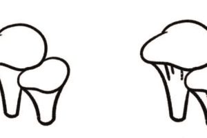 平菇简笔画